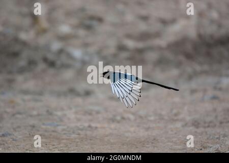 Eurasische Elster im Flug, Pica pica, Ladakh, Jammu Kaschmir, Indien Stockfoto