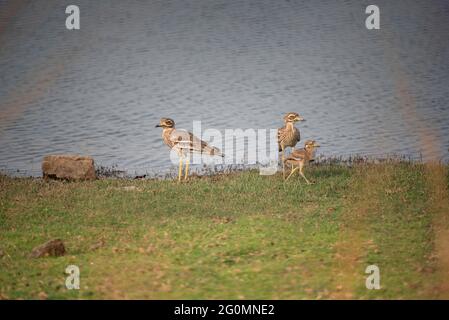 Familie von indischen Stein-Curlew oder indischen dicken Knie, Burhinus indicus, Ranthambore National Park, Rajasthan, Indien Stockfoto