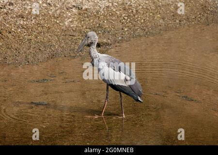 Asian Openbill Vollansicht, Anastomus oscitans, Satara, Maharashtra, Indien Stockfoto