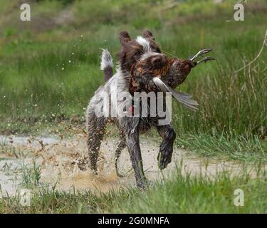 Korthals Griffon arbeitet als Schütze, der einen abgeschossenen Phaasant durch Wasser zurückholen kann Stockfoto