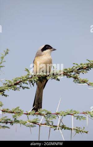 Rufous Backed Shrike, Lanius schach, Satara, Maharashtra, Indien Stockfoto