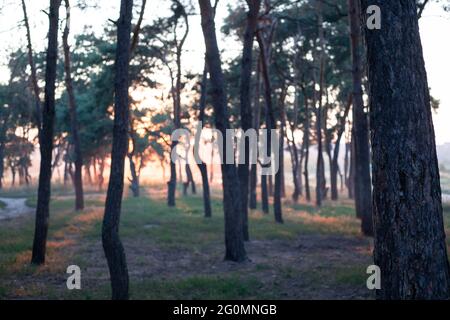 Kiefernwald mit der letzten Sonne, die durch die Bäume scheint. Blick auf den Sonnenaufgang im Morgenwald. Sonnenuntergang im Wald. Verschwommenes Bild für einen reizvollen Hintergrund Stockfoto