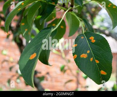 Grünblatt-Krankheit. Blattlaus auf Obstbäumen. Kranker Baum. Orangefarbene Flecken auf frischen Blättern. Stockfoto