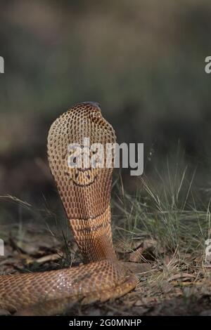 Haube von Monocellate Cobra, Naja kaouthia Tamil Nadu, Indien Stockfoto