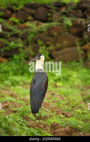 Wooley-Halsstorch, Ciconia episcopus, Pune, Maharashtra, Indien Stockfoto