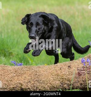 SCHWARZER LABRADOR RETRIEVER Stockfoto