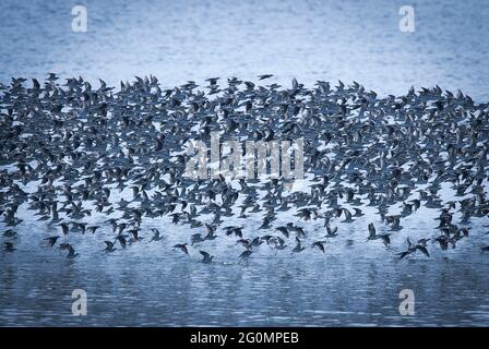 Wilsons Phalarope fliegt in einer riesigen Herde (Phalaropus tricolor), Provinz La Pampa, Patagonien, Argentinien. Stockfoto