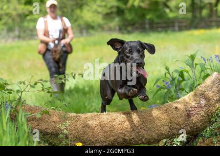 Korthals Gänsegeier, der vom Schützenhund-Trainer trainiert wird Stockfoto