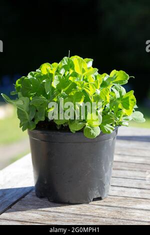 Die PEA schießt in einem Topf, der zum Pflücken bereit ist Stockfoto