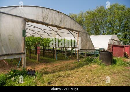 Ein Pick-your-own-Farm, mit Farm-Shop,. Erdbeeren Pflücken Sie Ihre eigenen Früchte, der Verzehr von Erdbeeren ist mit einem reduzierten Risiko für viele chronische Krankheiten verbunden Stockfoto