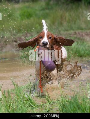 welsh springer Spaniel einen Dummy zurückholen Stockfoto