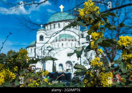 Gelbe Blumen im schönen öffentlichen Park mit St. Sava Tempel im Hintergrund Stockfoto