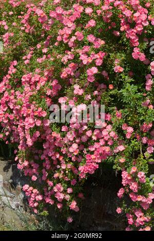 Wilde Rose in einem französischen Garten Stockfoto