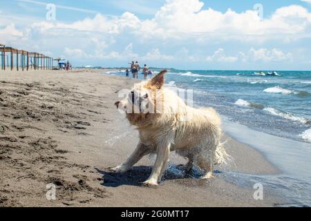 Labrador Retriever schüttelt das Meerwasser an einem Sandstrand ab Stockfoto