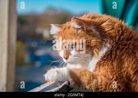 Die pelzige orangefarbene Katze schaut vorbeifahrende Autos auf dem Balkon an und genießt die Sonne Stockfoto