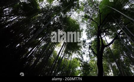 Dichte Bambusvegetation in dunkler Umgebung, in einem aufsteigenden Winkel. Aufgenommen in Arashiyama, Japan. Stockfoto