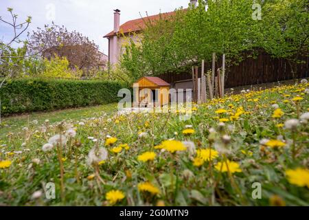 Niedliches Hundehaus aus Holz im Garten im Frühling Stockfoto