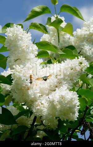 Syringa Souvenir d Alice Harding White, blühender Syringa-Frühlingsstrauch Stockfoto