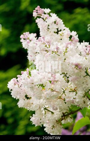 Syringa Allgemein Pershing Weiße Frühlingsblumen Flieder Gartenstrauch Stockfoto