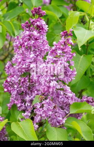 Syringa 'Mrs Edward Harding' Garten Flieder Lila Syringa Sträucher Blume duftende Blumen Syringa vulgaris Stockfoto