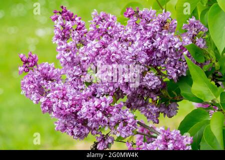 Lila Syringa Flieder Syringa vulgaris Mrs. Edward Harding Französische Flieder Gartenblüten Blütenstrauch Stockfoto