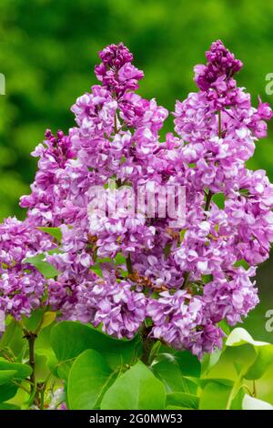 Lila Rispen duftende Blumen Französischer Flieder Blühender Strauch Flieder Syringa vulgaris Stockfoto