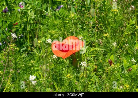 Rote Mohnblumen wachsen in der Hecke Stockfoto