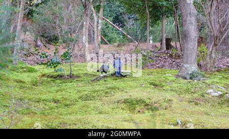 Zwei japanische Krähen, die auf dem Boden mit grünem Gras, mit Bäumen und Sträuchern im Hintergrund auf Nahrungssuche gehen. Stockfoto