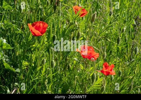 Rote Mohnblumen wachsen in der Hecke Stockfoto