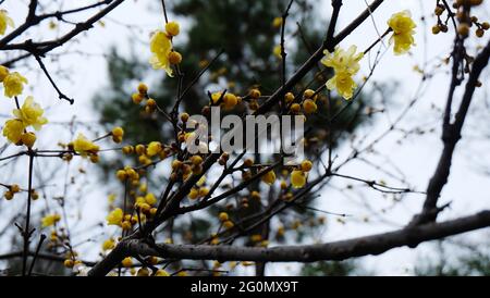 Zweige mit gelben Pflaumenblüten, einige in Knospen und einige blühend. Stockfoto