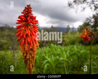 Nahaufnahme einer roten, heißen Pokerblume an einem bewölkten Nachmittag, aufgenommen auf einer Farm in der Nähe der Stadt Arcabuco in den zentralen Anden Kolumbiens. Stockfoto