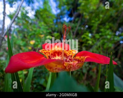 Nahaufnahme einer exotischen Tiger-Blume. Gefangen in einem Garten in der Nähe der Stadt Arcabuco, in den zentralen Andenbergen Kolumbiens. Stockfoto