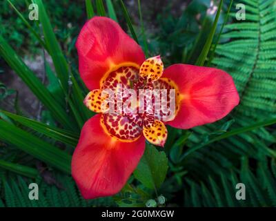 Nahaufnahme einer exotischen Tiger-Blume. Gefangen in einem Garten in der Nähe der Stadt Arcabuco, in den zentralen Andenbergen Kolumbiens. Stockfoto