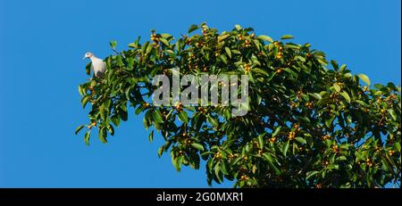 Eine kaiserliche Bergtaube oder Ducula badia, die sich saisonal mit reifen Feigenbäumen ernährt. Stockfoto