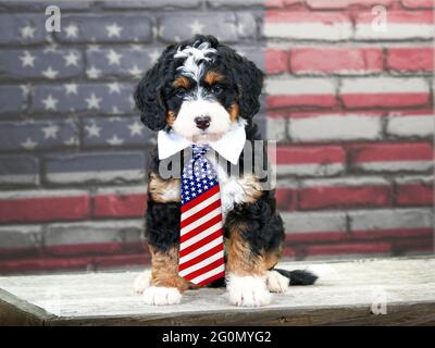 Dreifarbiger Mini-Bernedoodle-Welpe mit American Flag-Krawatte vor der American Flag Backsteinmauer Stockfoto