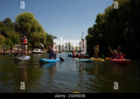 Eine Gruppe von Freunden, die Spaß beim Paddeln auf Kajaks und SUPs auf der Themse in London haben. Stockfoto