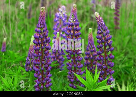 Nahaufnahme eines Busches aus violetten Lupinen. Fliederlupine ist eine Sommerwildblume des Feldes. Blüht auf der Wiese. Stockfoto