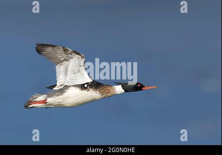Ein männlicher Rotbrustmerganser, Mergus Serrator, im Flug Stockfoto