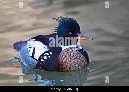 Ein männlicher Rotbrustiger Merganser, Mergus Serrator, Nahaufnahme Stockfoto