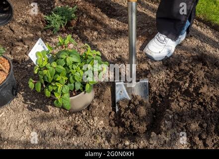 Nahaufnahme eines Gärtners, der im Frühjahr mit einem Spaten ein Loch für das Pflanzen einer Zistusstrauch-Pflanze im Border Flowerbed grub grub England GB Großbritannien Stockfoto