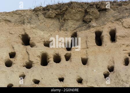 Schwalben auf den Klippen der Stadt Ahrenshoop auf der Ostseeinhalbinsel Darss in Deutschland im Sommer. Stockfoto