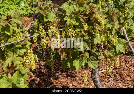 Nahaufnahme der Buschpflanzenernte, die in einer Gartenzuteilung im Frühjahr wächst England Vereinigtes Königreich GB Großbritannien Stockfoto