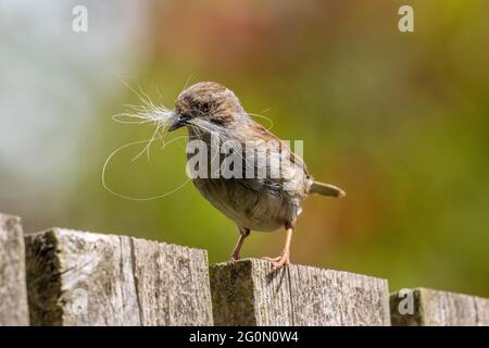 Dunnock (Prunella modularis) mit Nistmaterial (Hundehaare) im Schnabel auf einem Zaun, Großbritannien Stockfoto