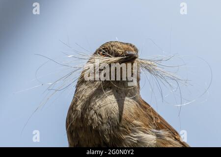 Dunnock (Prunella modularis) mit Nistmaterial (Hundehaare) im Schnabel auf einem Zaun, Großbritannien Stockfoto