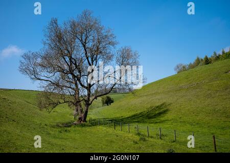 Der Leiter von Horse Dale NW von Huggate, Yorkshire Wolds, Großbritannien Stockfoto