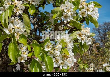 Nahaufnahme von Birne Obstbaum Blüte Blumen blühen im Frühling England UK Vereinigtes Königreich GB Großbritannien Stockfoto