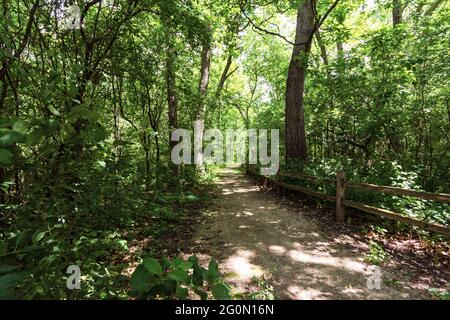 Landschaftsbau eines Wanderweges durch einen Laubwald im Waukesha County, Wisconsin. Stockfoto