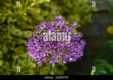 Allium Gladiator , Purple Flower Cambridge UK, rein schöner und friedlicher Raum Stockfoto