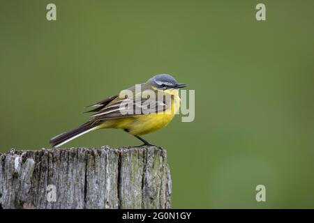 Schafstelze, Motacilla flava, westgelbe Bachstelze Stockfoto