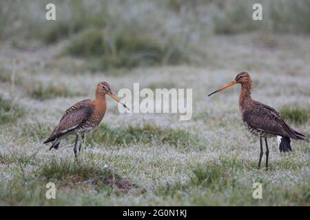 Uferschnepfe, Limosa Limosa, Uferschnepfe Stockfoto